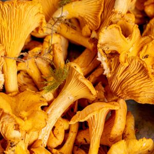 Chanterelle mushrooms