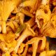Chanterelle mushrooms
