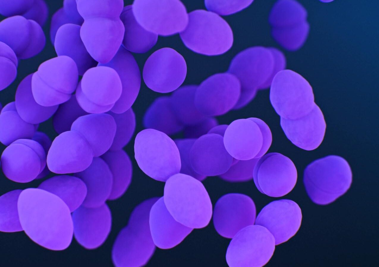 Bacteria in the gut microbiome
