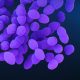 Bacteria in the gut microbiome