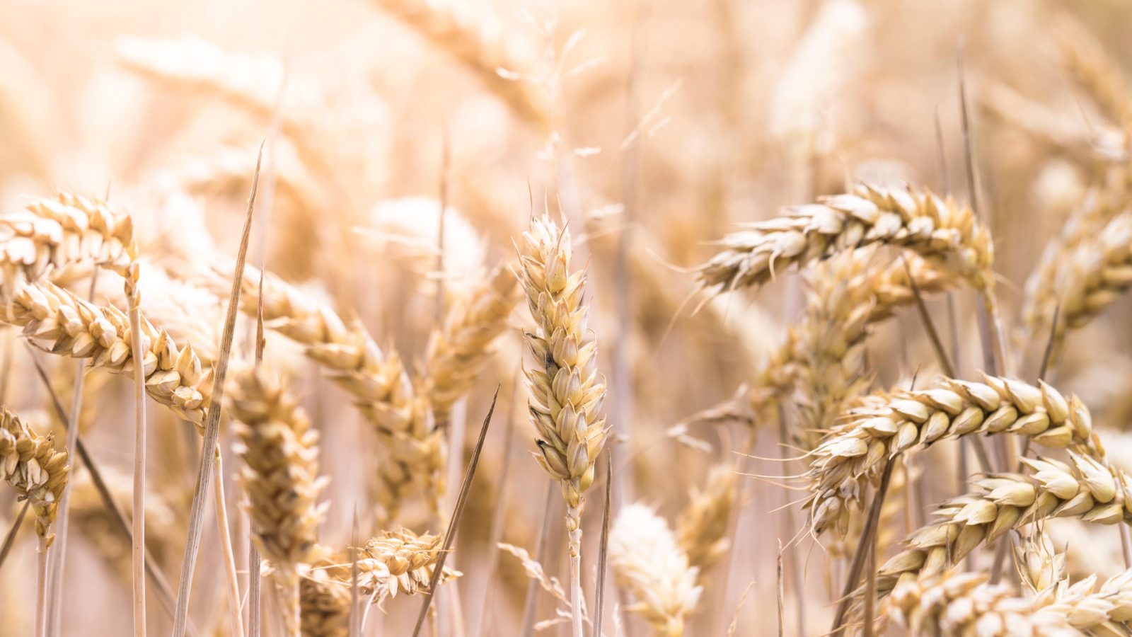 Field of wheat