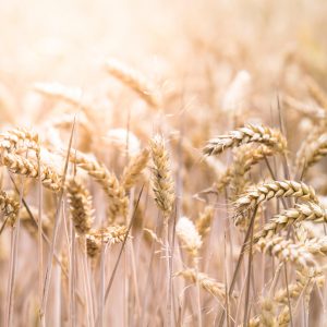 Field of wheat