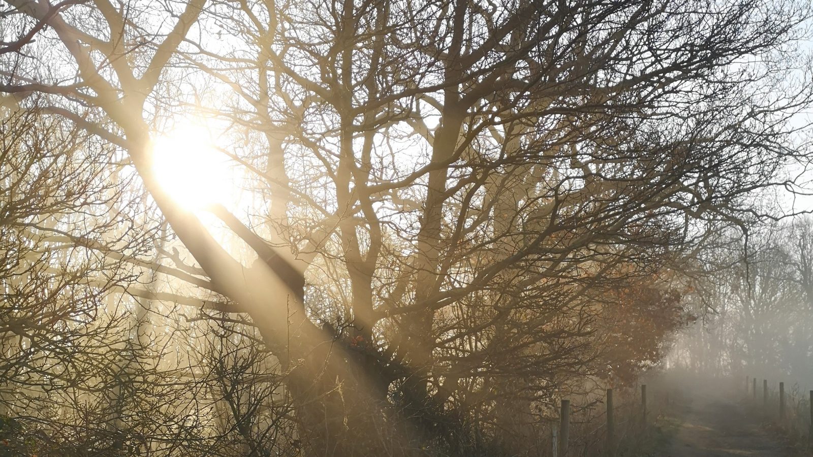 Sunshine through trees for vitamin D
