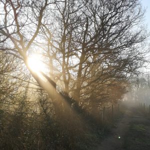 Sunshine through trees for vitamin D