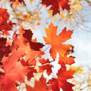 Autumn leaves in the sun