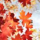 Autumn leaves in the sun